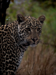 Fototapeta premium leopard in the wild south africa