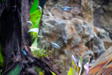 Obraz premium close-up of colourful relaxing fish moving amongst plants and rocks in a tropical tank
