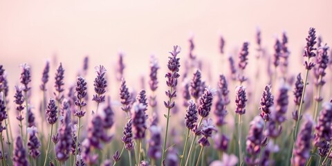 Obraz premium Delicate lavender blooms bathed in the soft glow of sunrise, a field of purple beauty
