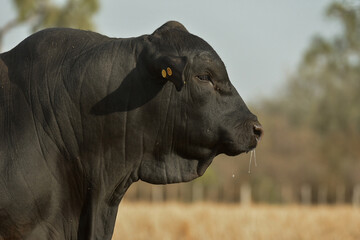 Cattle Ranch