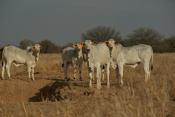 Cattle Ranch