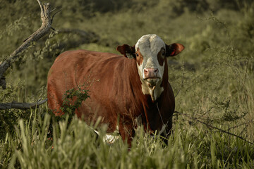 Cattle Ranch