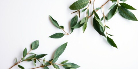 Obraz premium A Simple Yet Elegant Arrangement of Green Leaves on a White Background