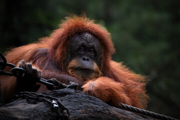 Portrait of Sumatran Orangutan