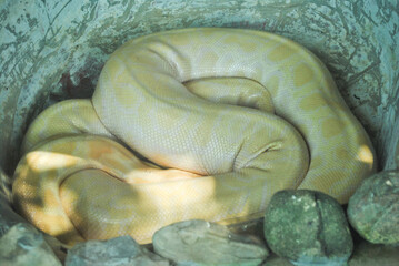 Close-up of an albino python coiled in the zoo, showcasing its unique coloration and texture.