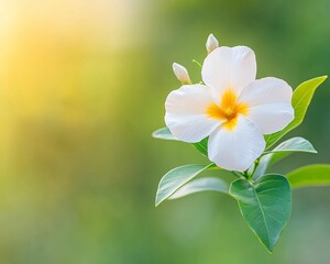 Obraz premium Single White Flower in Sunlight