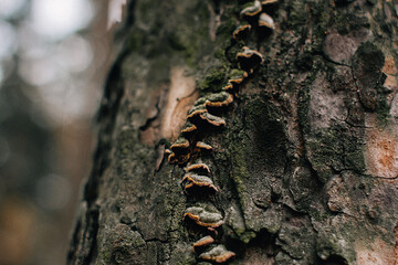mushrooms on a tree