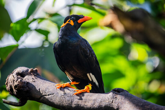 The common hill myna (Gracula religiosa) is a member of the starling family.  The popular cage birds, renowned for their ability to imitate speech, the one most frequently seen in aviculture.