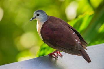 The Santa Cruz ground dove (Pampusana sanctaecrucis) is a species of bird in the family Columbidae....