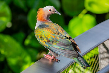 The chestnut-naped imperial pigeon (Ducula aenea paulina) stands on the ground. It is subspecies of...