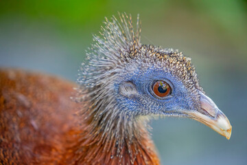 A female great argus (Argusianus argus), which is a species of pheasant from Southeast Asia.
A brown-plumaged pheasant with a blue head and neck, rufous red upper breast, black hair-like feathers.