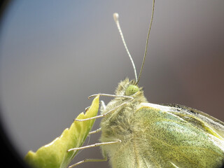 Farfalla