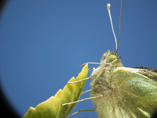 Farfalla