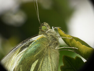 Farfalla