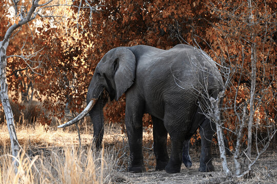Elefant mit grossen Stossz&auml;hnen