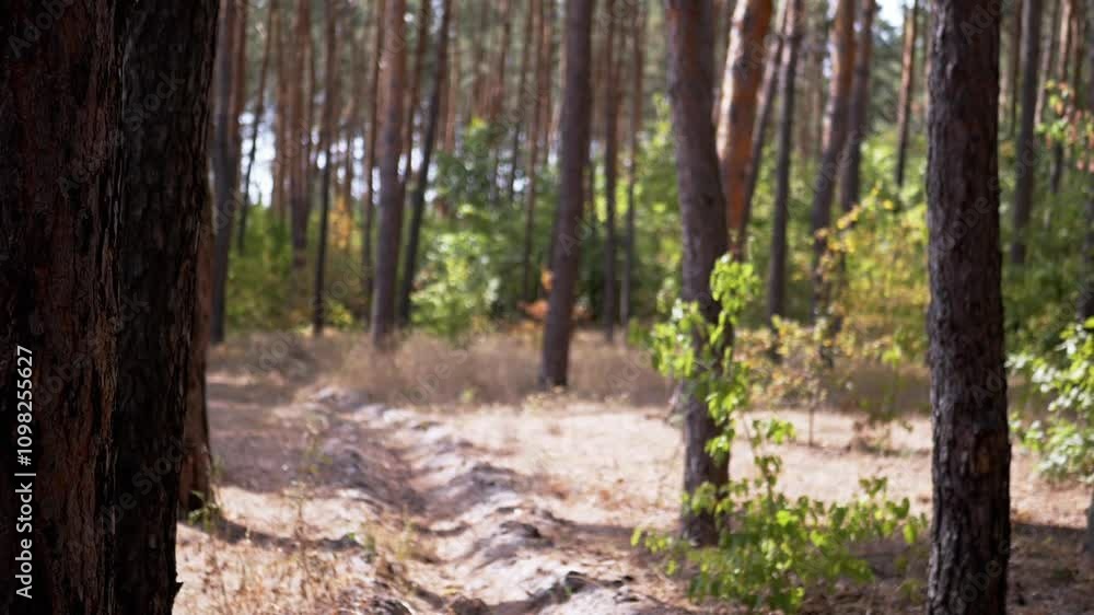 Poster sunlight filters through the trees, illuminating a peaceful path. the gentle breeze rustles the leav
