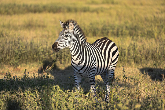 Junges Zebra auf einer Wiese