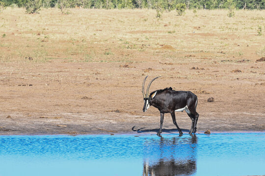 Antilope am Wasserloch