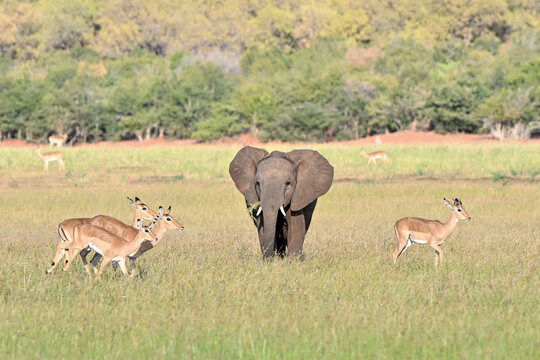 Elefant mit Impalas