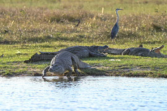 Krokodile am Wasser