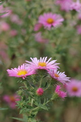 Obraz premium pink flowers in the garden