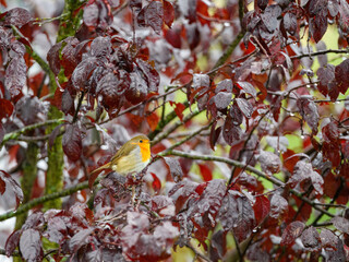 European robin redbreast, Erithacus rubecula, in a red plum tree