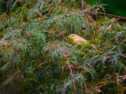 Willow warbler, Phylloscopus trochilus, in a colorful bush