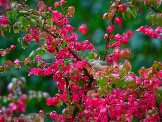 Eurasian blackcap, Sylvia atricapilla, on a colorful vibrant red branch