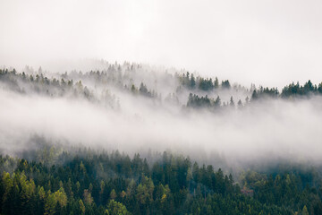 High altitude coniferous forest on mist, fog and cloud