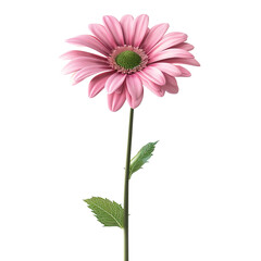 Pink Gerbera Daisy Flower Isolated on White Background