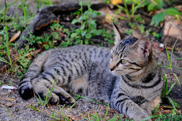 kitten in the city park