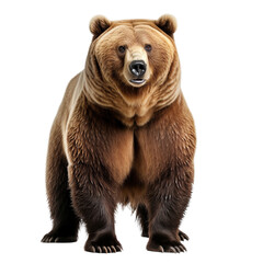 Obraz premium Large brown bear standing confidently in a natural pose, cut out, PNG file