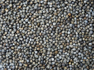 Perilla seed  healthy food and super high omega food