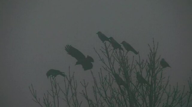 Hooded crows gathered overnight in city Park at winter. Public roosting birds, multitude of birds cluster of black birds. Retro style. Super slow motion 1000 fps.