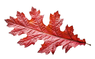 Fototapeta premium Vibrant red oak leaf isolated on a white background, showcasing intricate details and textures.