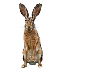 Obraz premium Brown hare standing upright isolated on white.