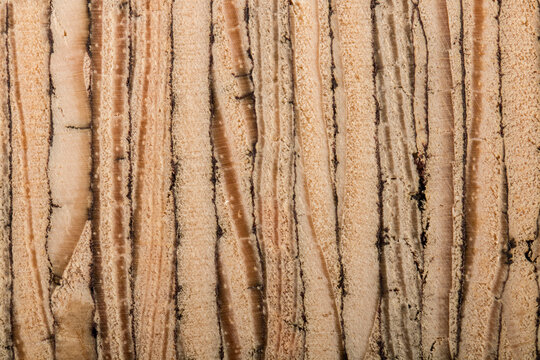 plywood, lvl timber, wood texture. taken in close-up in light colors