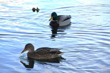 Fototapeta premium A couple of mallards are swimming together in the sea in sunny autumn day.