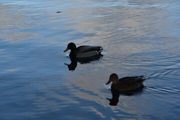 A couple of mallards are swimming together in the sea in sunny autumn day.