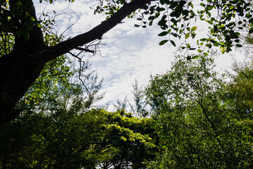 Obraz premium Under the tree with spread branch and green leaves.