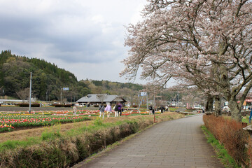 Naklejka premium 桜とチューリップ畑