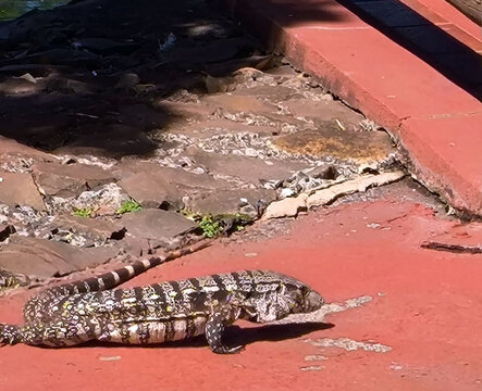 Lagarto