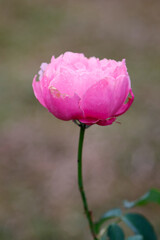 A close-up photograph of a single, delicate pink rose in full bloom. The rose is soft and velvety, with petals that are slightly unfurled