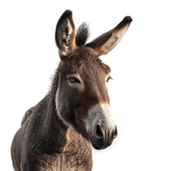 Obraz premium Portrait of a Donkey