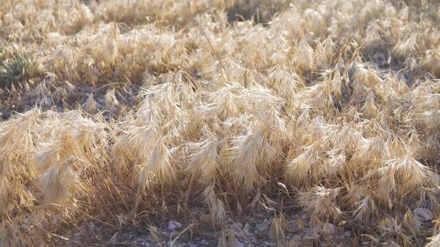 Yellow ears. The cereal steppe during the fruiting period. Downy brome (Bromus tectorum). The Crimean salt dry steppe. Arabatskaya strelka. Crimea