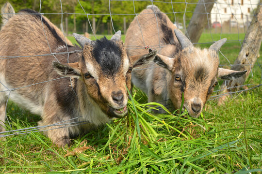 Two cute goats eating grass on a farm