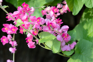 A delicate cluster of pink flowers intertwined on a vine, with a bee busily gathering nectar