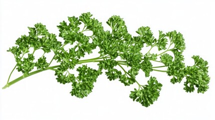 Fototapeta premium Fresh Parsley Herb - Vibrant Green Leaves