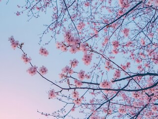 serene cherry blossom trees in full bloom at twilight, casting gentle pink hues across the sky, creating a peaceful and romantic atmosphere perfect for a tranquil evening