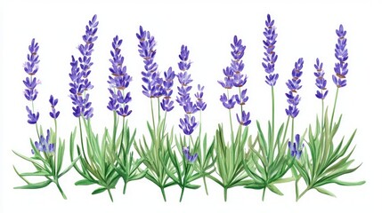 Fototapeta premium Watercolor Lavender Illustration